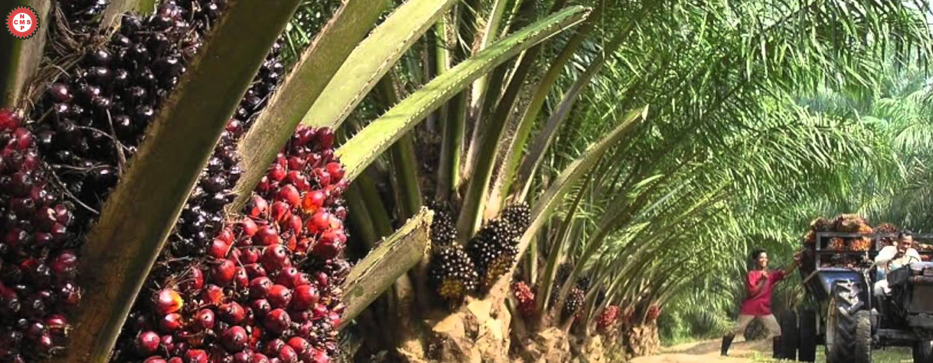 KSKB Plantations